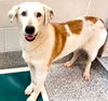 adoptable Dog in  named LACY
