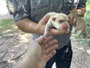 adoptable Dog in , TX named A635840
