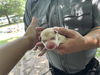 adoptable Dog in , TX named A635841