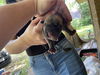 adoptable Dog in , TX named A635842