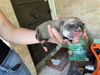 adoptable Dog in , TX named A635843