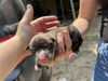adoptable Dog in , TX named A635844