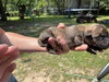 adoptable Dog in , TX named A635845