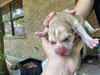 adoptable Dog in , TX named A635848