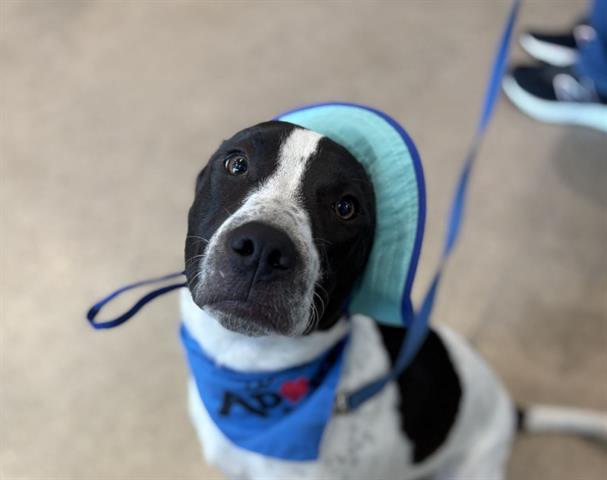 adoptable Dog in Houston, TX named SPOT