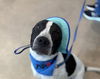 adoptable Dog in  named SPOT