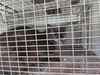 adoptable Cat in , TX named A635997