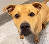 adoptable Dog in  named MACY
