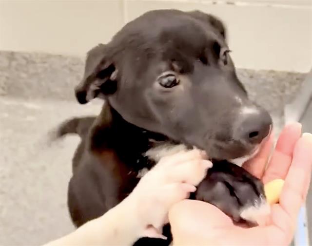 adoptable Dog in Houston, TX named BARKLEY
