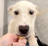 adoptable Dog in houston, TX named BAILEY