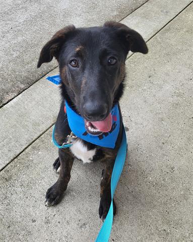 adoptable Dog in Houston, TX named PERRY
