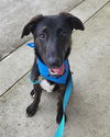 adoptable Dog in  named PERRY