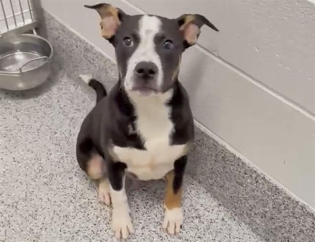 adoptable Dog in Houston, TX named BARNEY GUMBLE