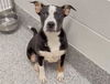 adoptable Dog in  named BARNEY GUMBLE