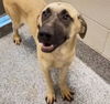 adoptable Dog in  named MARINA