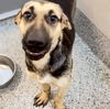 adoptable Dog in  named RHINO