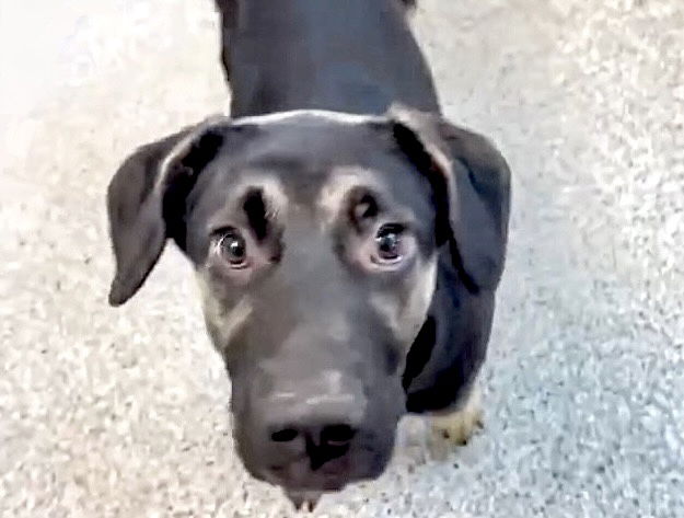 adoptable Dog in Houston, TX named ALEX