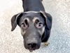 adoptable Dog in  named ALEX
