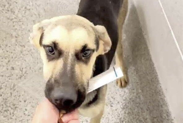 adoptable Dog in Houston, TX named APRIL