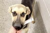 adoptable Dog in  named APRIL