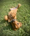 adoptable Dog in  named MAE