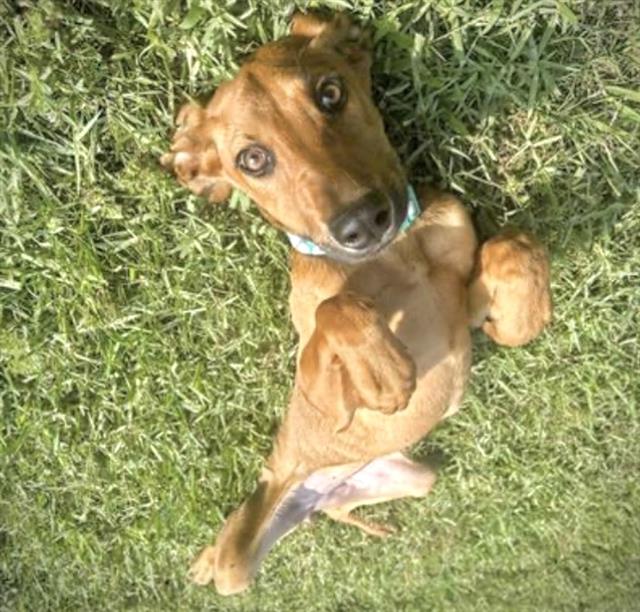 adoptable Dog in Houston, TX named MAE