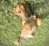 adoptable Dog in  named MAE