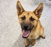 adoptable Dog in  named AMORA