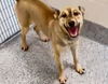 adoptable Dog in  named AZALEA