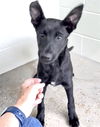 adoptable Dog in  named TITUS