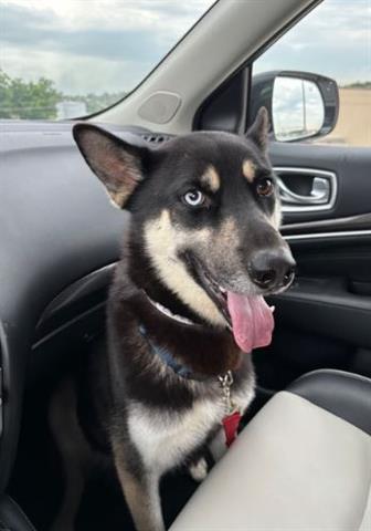 adoptable Dog in Houston, TX named LOKI