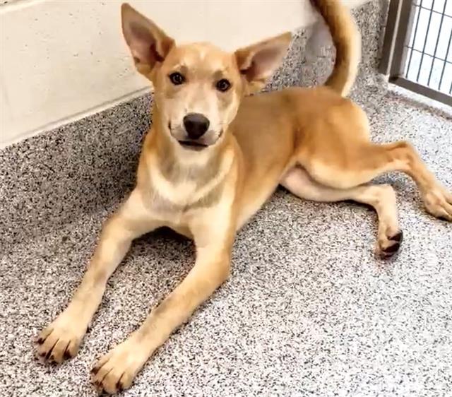 adoptable Dog in Houston, TX named ADDIE