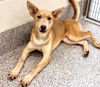 adoptable Dog in  named ADDIE