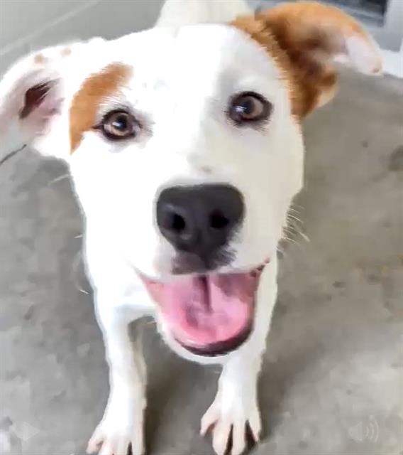 adoptable Dog in Houston, TX named ARIES
