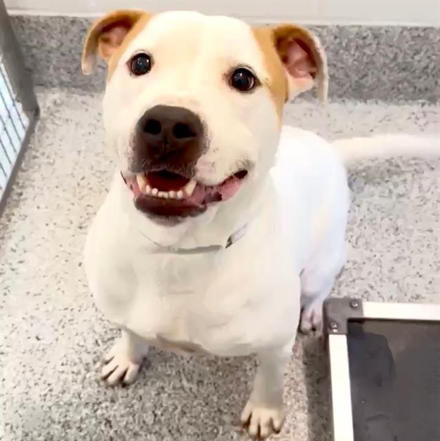 adoptable Dog in Houston, TX named MAJOR