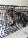 adoptable Cat in , TX named A635896