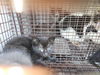 adoptable Cat in houston, TX named A637376