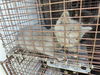 adoptable Cat in houston, TX named A637377