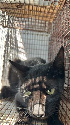 adoptable Cat in Houston, TX named A637585
