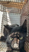adoptable Cat in houston, TX named A637585