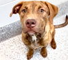 adoptable Dog in  named ALBERT