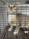 adoptable Cat in houston, TX named A637756