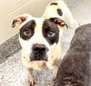 adoptable Dog in  named OZZY