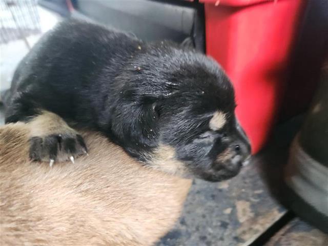 adoptable Dog in Houston, TX named A637907