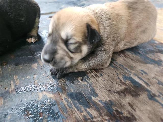 adoptable Dog in Houston, TX named A637908