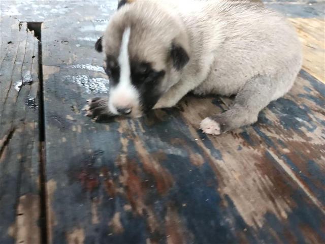 adoptable Dog in Houston, TX named A637909