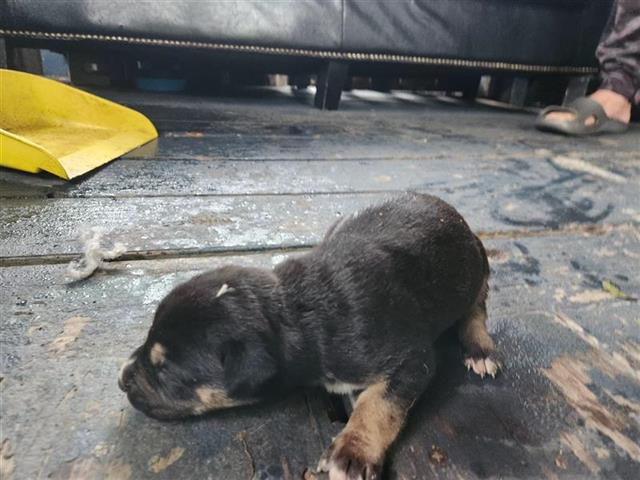 adoptable Dog in Houston, TX named A637910