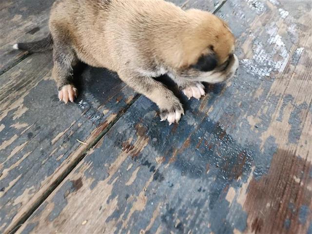 adoptable Dog in Houston, TX named A637911