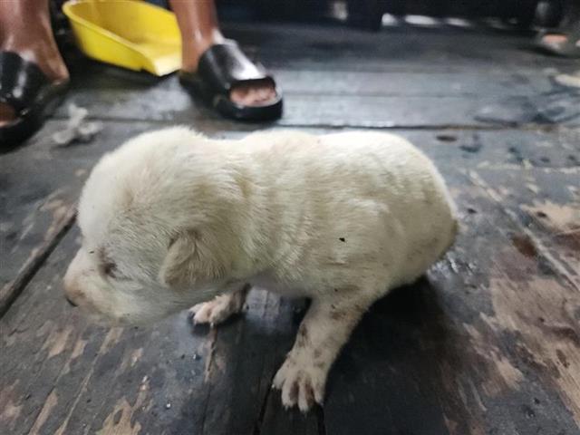 adoptable Dog in Houston, TX named A637913
