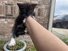 adoptable Cat in houston, TX named A637933